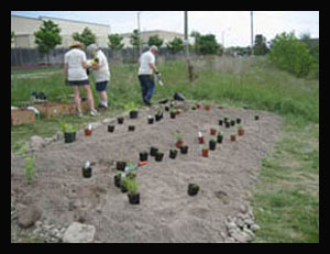 sorting plants